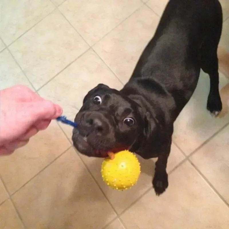 Rubber Interactive Dog Fetch Ball Toy with Rope for Training