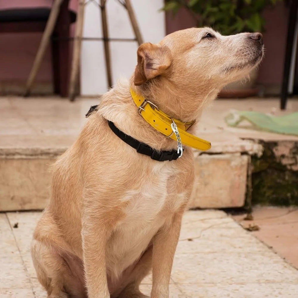 Stainless Steel Dog Collar Safety Clip 2 Pack for Escape Prevention